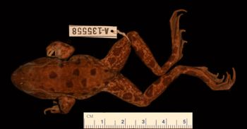 Media type: image;   Herpetology A-135558
